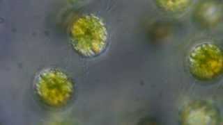 Eudorina Colonial Algae