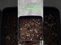 Day 4 Amnesia Haze