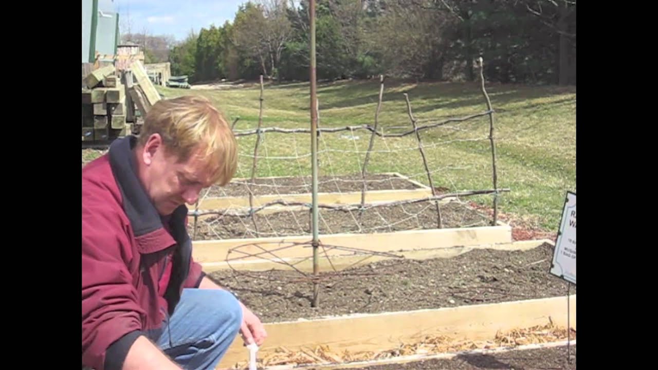 Planting Radish Seed Tape YouTube