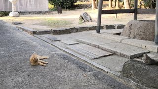 野良猫の集会生中継！