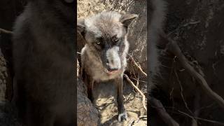 How many wolves can fit in one hole?!? (wait for it!)🐺🐺🐺🤷🏻❓