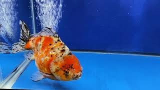 Calico Yuan Bao Oranda 6.5 Inches