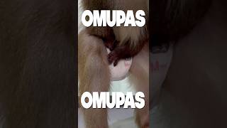 お猿さんのオムツを叩く音が可愛すぎる