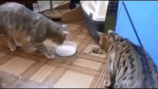 funny cat gif funny gif