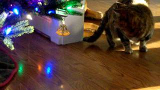 Funny Cat at Christmas.AVI