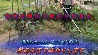 畑のシェーバーらしきもので畝の中まで草刈りします