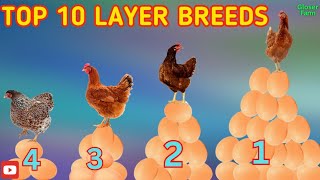 Top 10 Best Egg laying Chicken Breeds in The World.