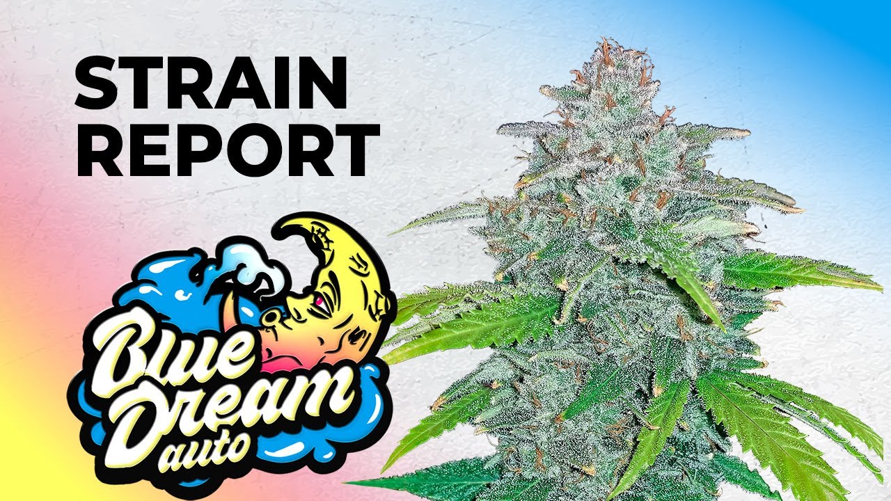 Blue Dream Auto | Обзор сорта | Быстрые шишки | Сатива
