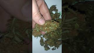 WHAT 8YEAR OLD WEED LOOKS LIKE