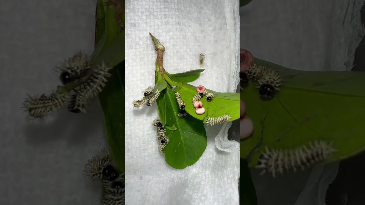 Raising Giant Atlas moth caterpillars!