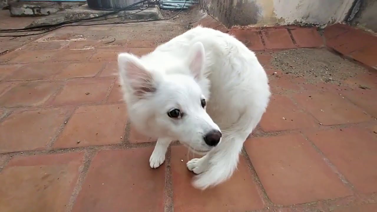Indian Spitz 4 Months Old Youtube Indian Spitz 4 Months Old Youtube