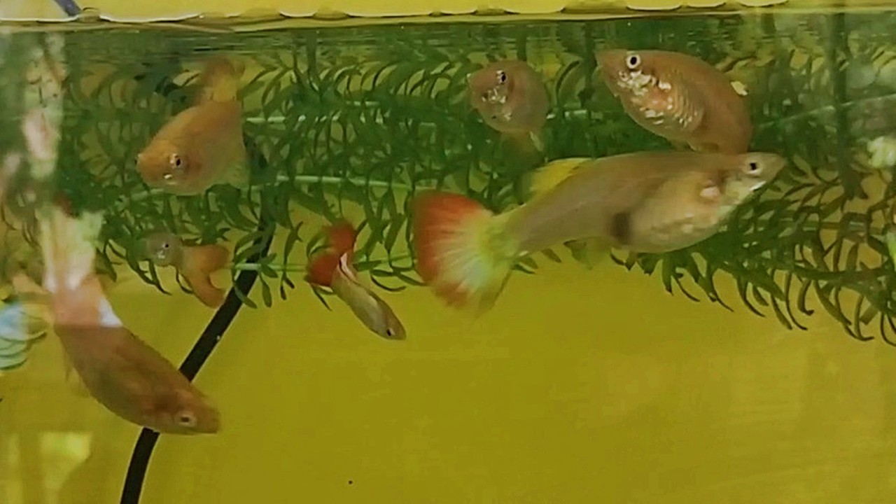 Acompanhando o dia do Rodrigo na chácara