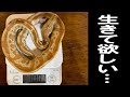 ガリガリに痩せてしまったヘビを託されました…