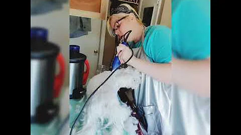 Grooming Your Maltese At Home