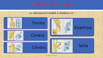 Quali sono le articolazioni del corpo umano ea cosa servono?