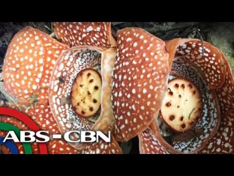 Video: Rafflesia (bulaklak): paglalarawan at larawan