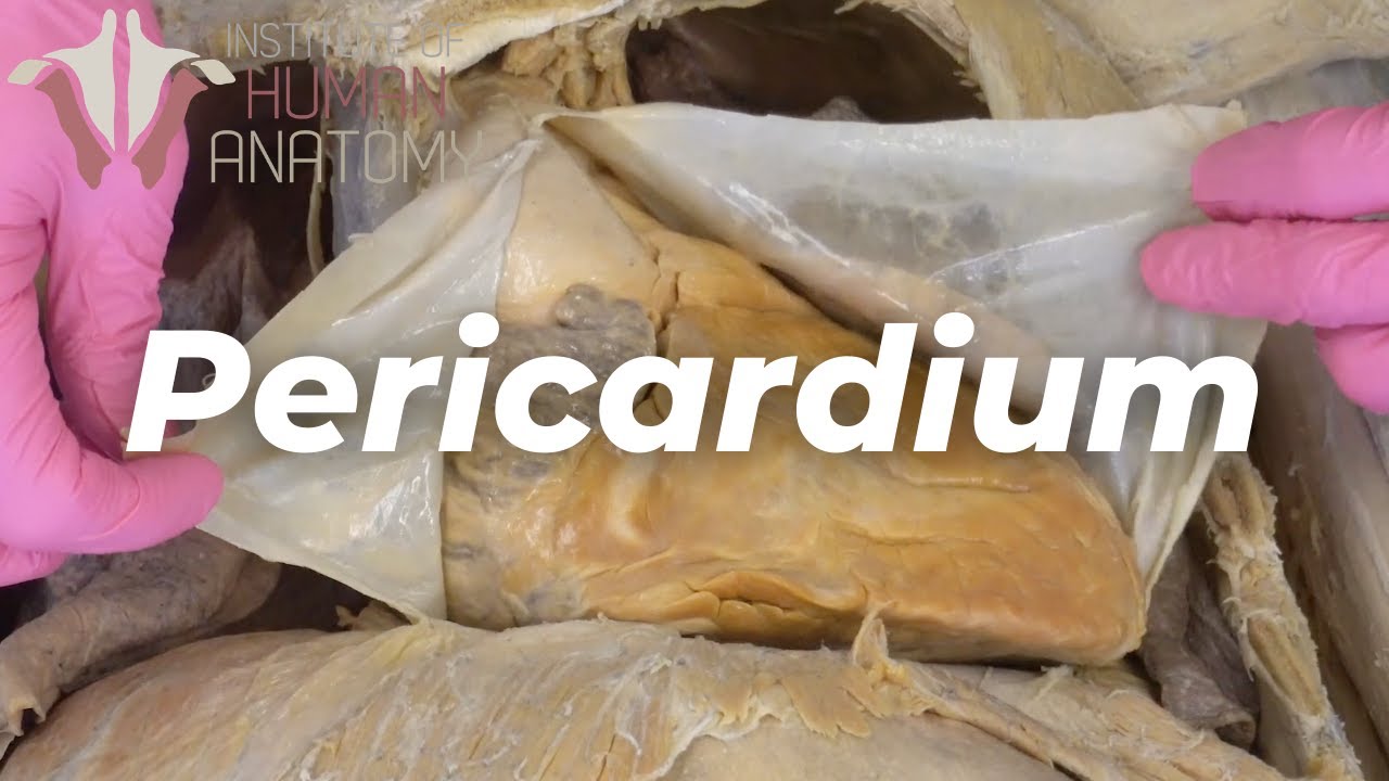 Your Heart Sits In a Sac??? | Pericardium & Pericarditis