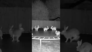 Night Vision security Cameras catch the strangest things #stillhigh #stillhighsafari