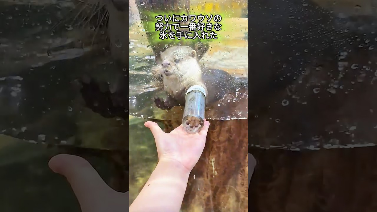 🧊かわいすぎる！氷が届かないカワウソに、女性が手渡しでお届け💖🐾#動物 #shorts