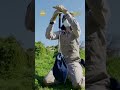 Australia races to shield little penguins from H5N1 bird flu #worldnow