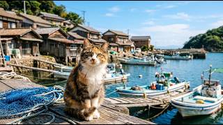 Mar.2026 CAT ISLAND JAPAN COMPILATION|2026年3月に出会った猫島の猫たち