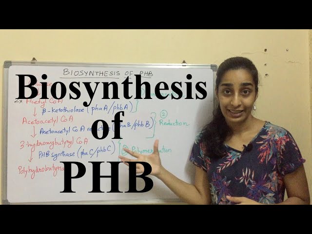 Biosynthesis of Polyhydroxybutyrate | Biosynthesis of PHB | Science Land class=