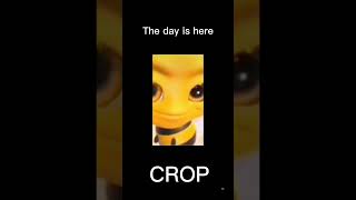 Bee raising eyebrows crop