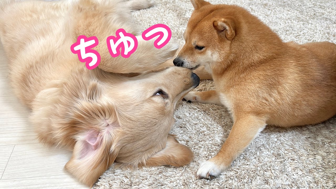 兄妹愛】妹への愛が溢れる豆柴兄 - YouTube