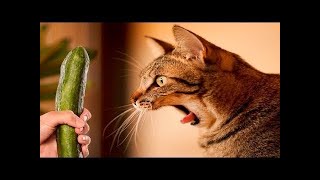 GATTI Contro CETRIOLO - GATTI DI PICKLE - Compilation di gatti divertenti