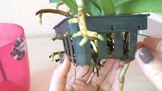 картинка: Ринхостилис солестис. Rhynchostylis coelestis cемейство вандовых. Уход за ринхом в домашних условиях