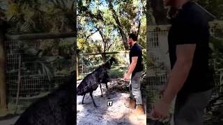 Emu Freezes When Its Neck Is Grabbed