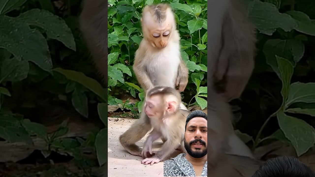 Omg 😨 monkeys 🙉 