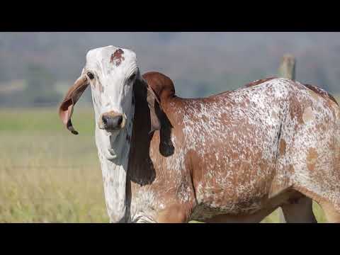 LOTE 35 – CAL15377 ARANHA CAL