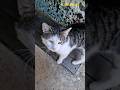 STREET CATS-Mačak DOBRRICA svratio na blic i neće hranu -samo je žedan.!!!    Dejan Čupa Art