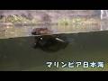 【マリンピア日本海】 アメリカビーバーの日常(260513)