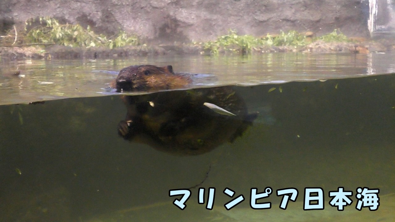 【マリンピア日本海】 アメリカビーバーの日常(260513)