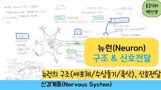 뉴런 (Neuron) _ 뉴런구조/뉴런의 신호전달과절 : (세포체/수상돌기/축삭), 활동전위, 신경전달물질