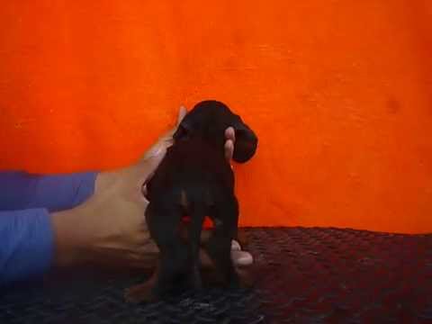 dash hound pelo corto hembra 1 compromiso