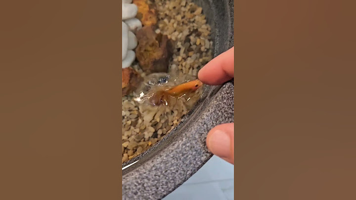 Use um vaso e dê uma mansão para o seu peixe betta #betta #bettafish #aquarium