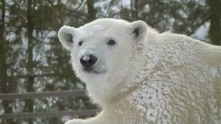雪でお化粧ホッキョクグマのアイラ~Polar Bear cub makes up  with snow