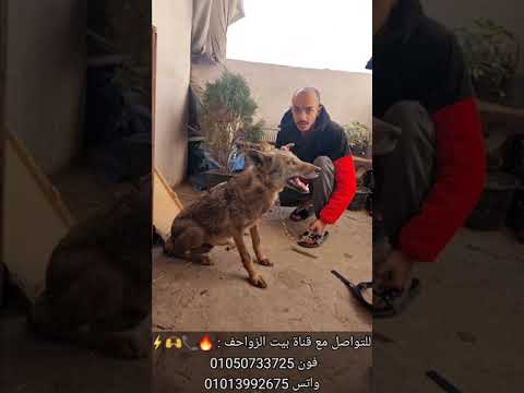 الديب اقوى حيوان على وجه الأرض لو عرف قوته ماكانش الأرض شالته 