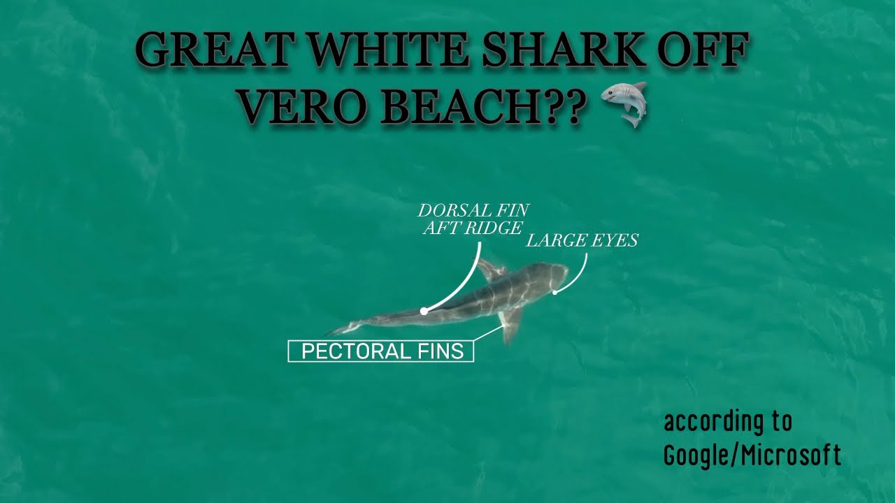 Was this a Great White Shark off of Vero Beach? 🦈