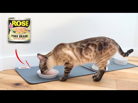 My Cats Try PORK BRAINS For The First Time