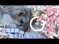 【驚愕】【交尾直後】これはもしかして!!ハムスターの横に落ちていました!【ジャンガリアン】(こきち🐹)(みるく🐹)