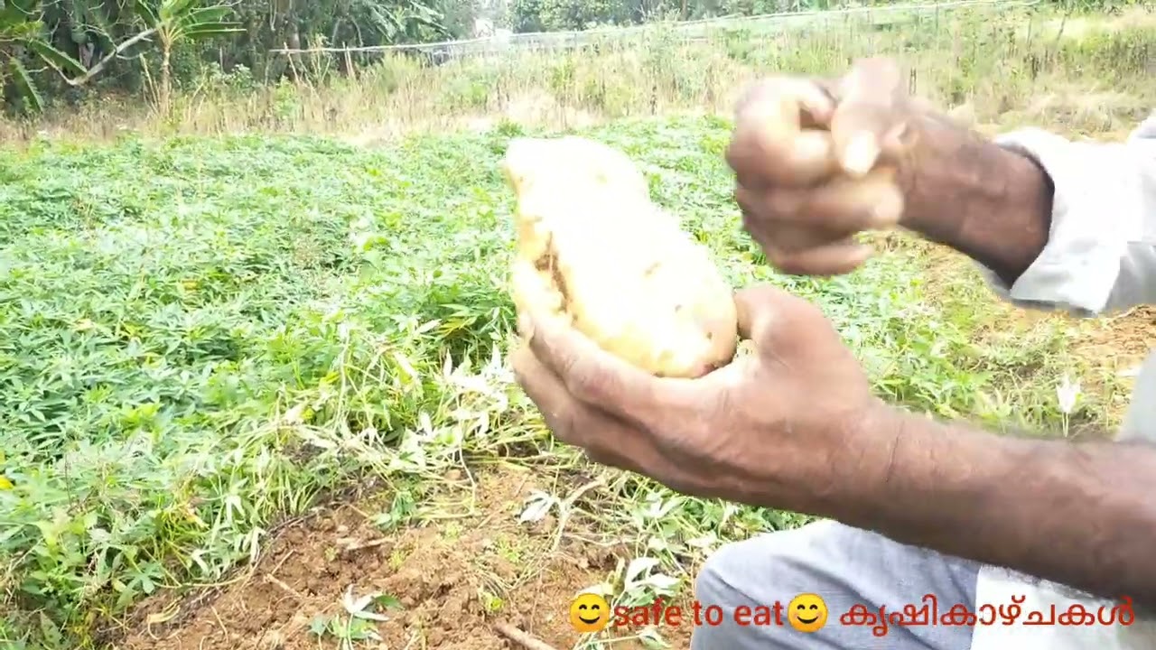 🌿മധുരകിഴങ്ങ് കൃഷി - നടുന്നത്  മുതൽ  വിളവെടുക്കുന്നത്  വരെ 🌿