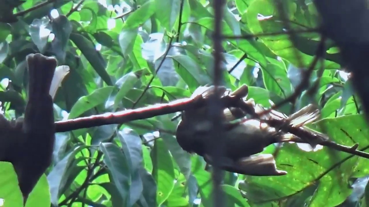 Mikat burung kolibri, malah dapat burung ini.... 