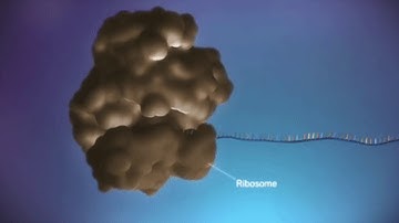 Mitoribosome