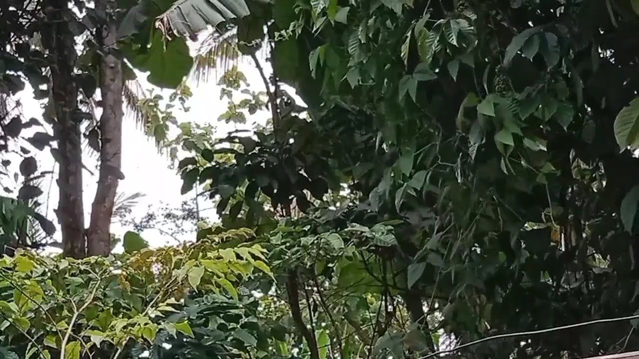 KUMPULAN LAGU VALEN DA7 TERBARU | BEST OF VALEN PAMEKASAN | FULL ALBUM