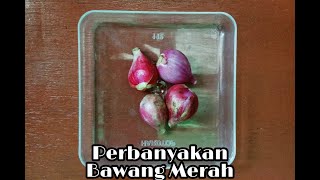 Perbanyakan Umbi Lapis pada Bawang Merah (Allium cepa L.) | Kelompok 1