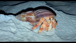 Hermit crabs and crustaceans on the shores of the Indian Ocean Islands